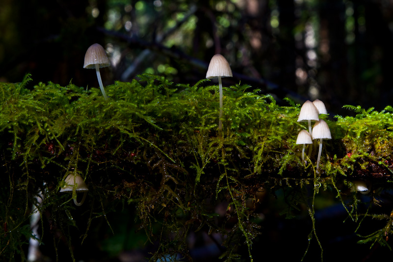 Mushrooms On Moss Covered Branch